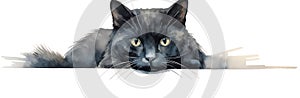 Mammal animal feline white face kitty pet kitten background domestic portrait cute cat eyes