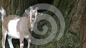 Mammal Animal Goat in Zoo