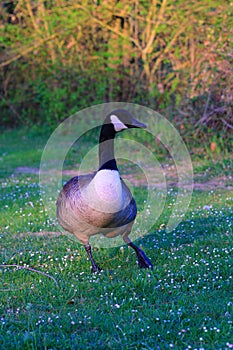 Mammal animal isolated, water bird black and white