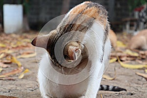 Mammal animal pet whiskers cat nose wildlife carnivore kitten snout skin eye puppy organ head