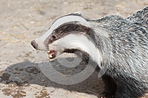 Mammal, Badger - close-up