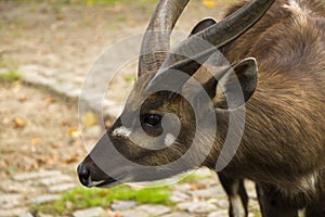 Mammal in Berlin zoo, Germany. Wild life animal, Nyala are spectacular antelope. African antelope