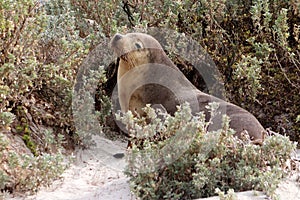 A mammal female sea lion at Seal Bay in Kangaroo Island