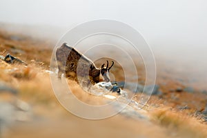 Mammal in the fog. Chamois, Rupicapra rupicapra, on the rocky hill with autumn grass, mountain in Gran Paradiso, Italy. Wildlife s