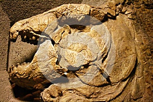 Mammal fossil