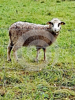 A ram, a sheep and lamb grazes in the meadow.