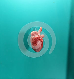 Mammal Heart