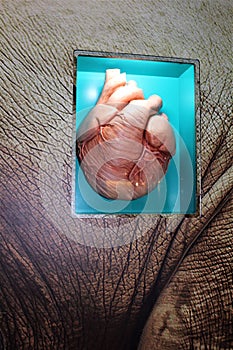 Mammal Heart