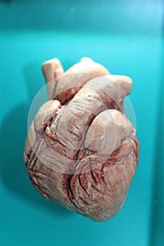 Mammal Heart