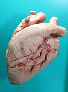 Mammal Heart