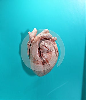 Mammal Heart