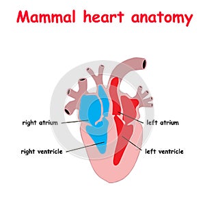 Mammal heart abatomy flat material design landing site isolated on white background illustration. education info graphic