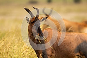 Mammal looking for security