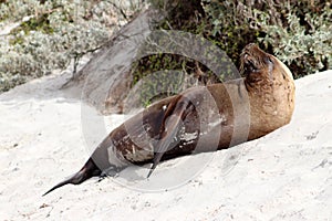 A mammal male sea lion drying at Seal Bay in Kangaroo Island