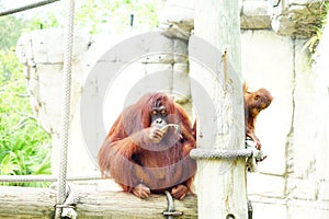Mammal orangutan primate ape