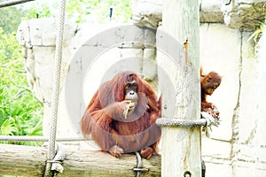 Mammal orangutan primate ape and her baby