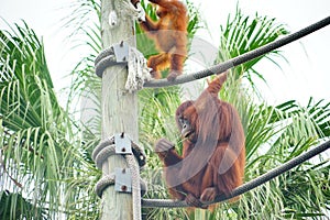 Mammal orangutan primate ape and her baby