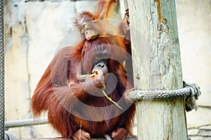 Mammal orangutan primate ape and her baby