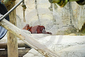 Mammal orangutan primate ape and her baby