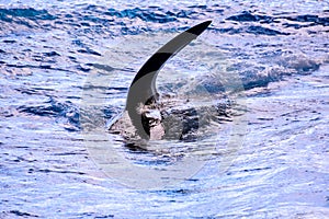 Mammal Orca Killer Whale