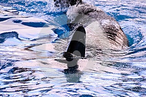 Mammal Orca Killer Whale Fish