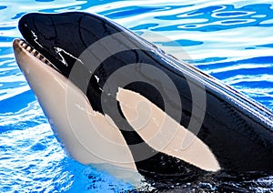 Mammal Orca Killer Whale Fish