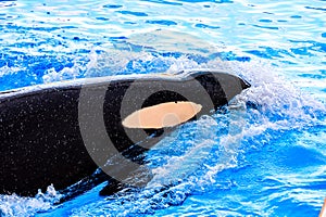 Mammal Orca Killer Whale Fish