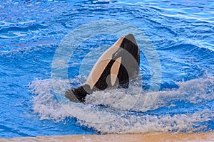 Mammal Orca Killer Whale Fish , digitally created photo image