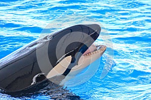 Mammal Orca Killer Whale Fish
