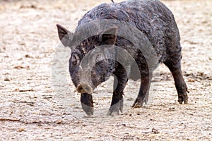 Mammal pet pig in a black enclosure