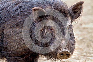 Mammal pet pig in a black enclosure