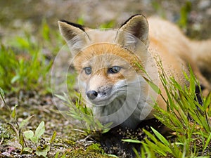 Mammal red fox F