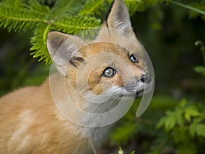 Mammal red fox G