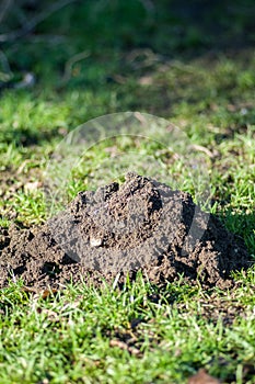 Mammal signs - European mole hill