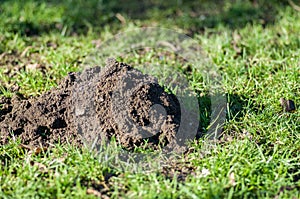 Mammal signs - European mole hill