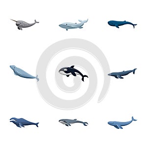 Mammal whale icon set, cartoon style