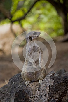 Mammalian animal succulent in its natural environment outside on a warm sunny day