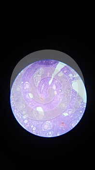 Mammalian ovary