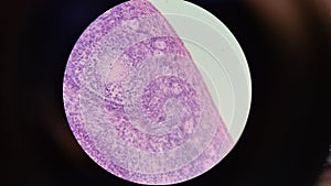 Mammalian ovary under a microscope