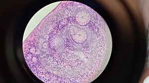 Mammalian ovary under a microscope
