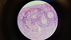 Mammalian ovary under a microscope