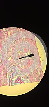 The mammalian uterus under a microscope