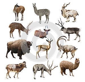 Mammals artiodactyl ruminant animals on white background isolated photo