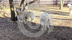 Mammals-camelids - Alpaca