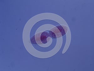 Mammals ciliates in conjugation