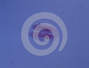 Mammals ciliates in conjugation