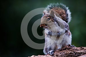 Mammals - Eastern Gray Squirrel, Gray Squirrel,  Sciurus carolinensis