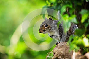 Mammals - Eastern Gray Squirrel, Gray Squirrel,  Sciurus carolinensis