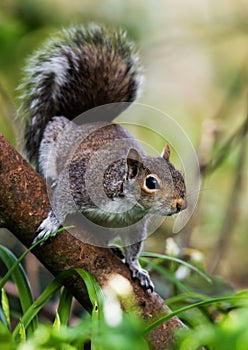 Mammals - Eastern Gray Squirrel, Gray Squirrel,  Sciurus carolinensis