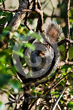 Mammals - Eastern Gray Squirrel, Gray Squirrel,  Sciurus carolinensis